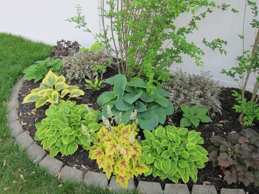 Что посадить рядом с туей: растения «можно» и «нельзя», скетчи и фото готовых клумб
